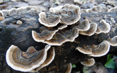 Aportació dels fongs medicinals a la salut humana